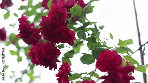 Close-up of vibrant red roses blooming on a vine with green leaves