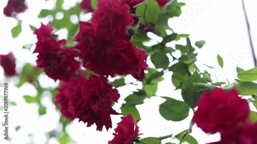 Close-up of vibrant red roses blooming in soft natural light