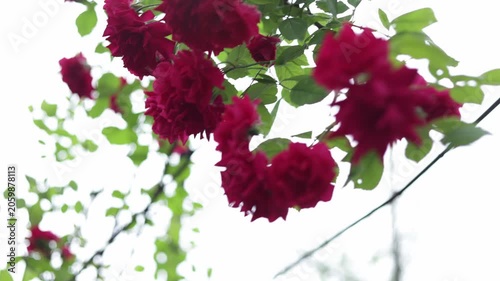 Close-up of deep red roses blooming on a vine with green leaves against bright sky