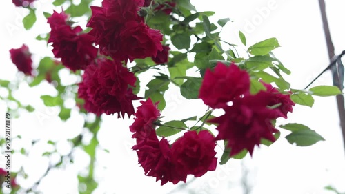 Close-up of vibrant red roses blooming on a vine with green leaves