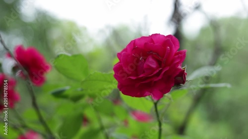Close-up of vibrant pink roses blooming in a lush garden setting
