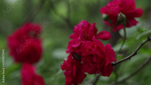 Close-up of vibrant red roses blooming on a thorny bush in soft focus