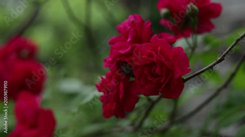 Close-up of vibrant red roses blooming on a thorny branch in soft focus