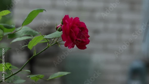 Close-up of a vibrant red rose blooming with green leaves in soft focus background