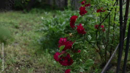 Vibrant red roses bloom on a lush green garden bush with a wooden fence background