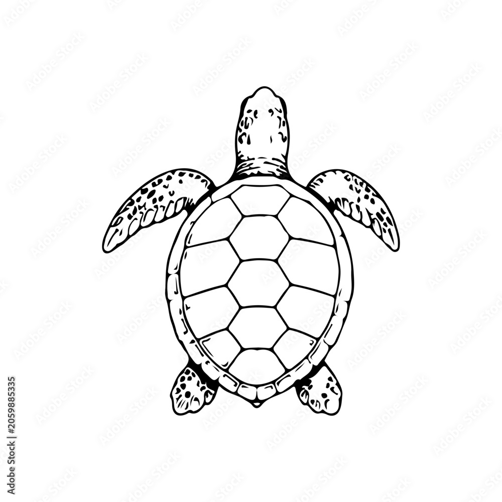 Obraz premium Simple hand drawn turtle animal sketch, engraved illustration of tortoise sea turtle clip art