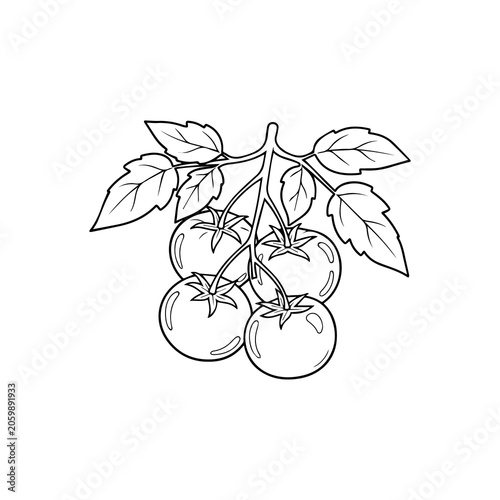 Tomatoes on the vine hand drawn outline illustration black and white tomatoes