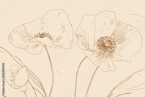 Delicate White Poppy Flowers Detailed Botanical Art Illustration Vector Illustration.