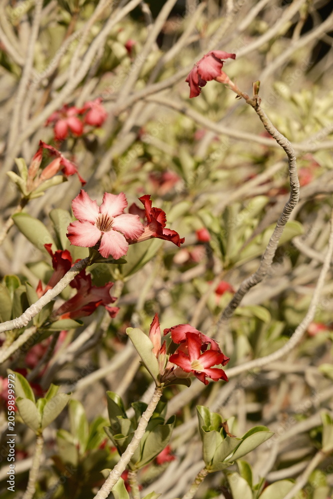 Fototapeta premium Desert rose flowers blooming on branches in Dubai, United Arab Emirates