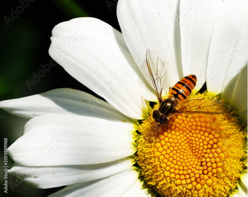 Tableau sur toile marmored hoverfly on an oxeye daisy