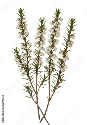 ultra-detailed, focus-stacked macro study of winter heath (*erica carnea*) with white flowers and needle foliage, isolated and floating on a transparent background, concept of scientific botanical