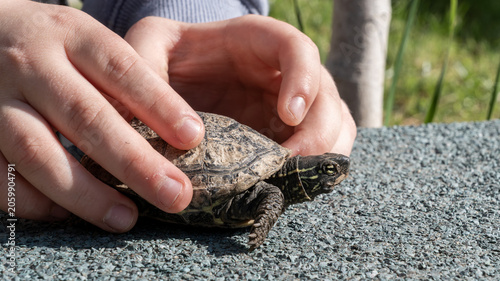 Fotografie Top and side view of a Mauremys reevesii turtle on a gravel surface with human hands gently framing the animal outdoors