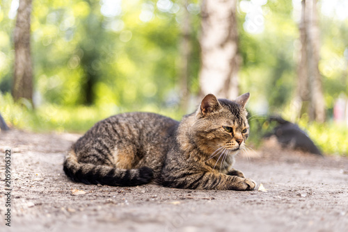 A tabby cat rests peacefully on the ground in a sun-dappled forest clearing
