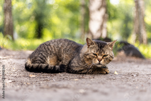 A tabby cat rests on the ground in a sun-dappled forest clearing