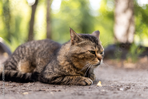 A tabby cat rests peacefully on the ground with a blurred green background