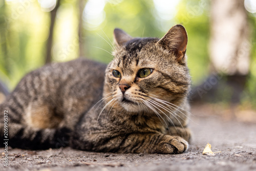 Close-up portrait of a tabby cat resting outdoors with soft green bokeh background