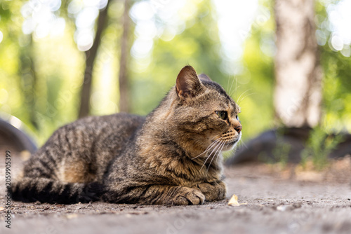 A tabby cat rests peacefully outdoors with a blurred green forest background