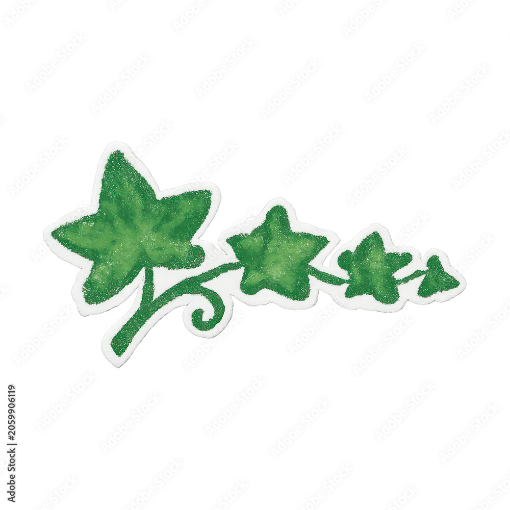 Fototapeta premium PNG Green ivy leaf watercolor illustration.