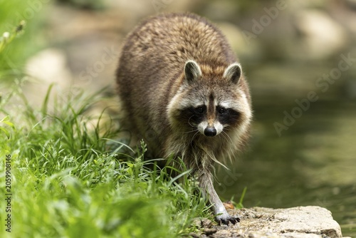 A raccoon walks carefully along the grassy edge of a pond, surrounded by green vegetation, raccoon (Procyon lotor)