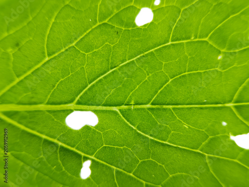 close-up macro detail of green mustard green vegetable leaves