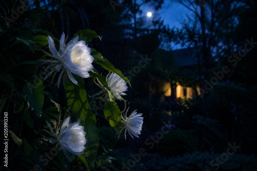 Photography Night blooming white flowers in soft moonlit garden