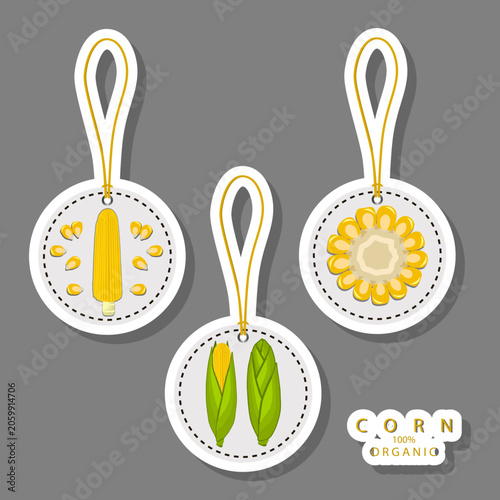 Fruit theme from set juicy delicious corn of various sizes