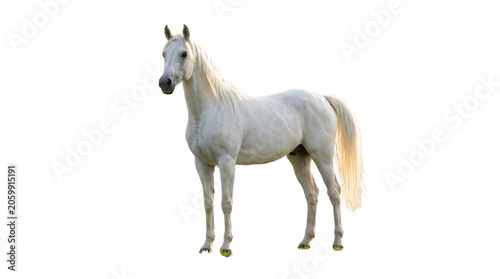 Majestic white horse standing in profile, elegant Arabian stallion with long mane, purebred gray equine animal, noble white steed for equestrian themes isolated on White Background