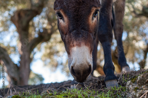 Low angle close up portrait of a brown iberian donkey eating grass in Oliva de Plasencia, Cáceres, Extremadura, Spain