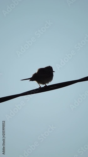 Silhouette of a Grey warbler bird is sitting and singing on a wire