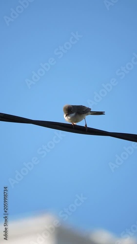 Grey warbler bird is sitting and singing on a wire