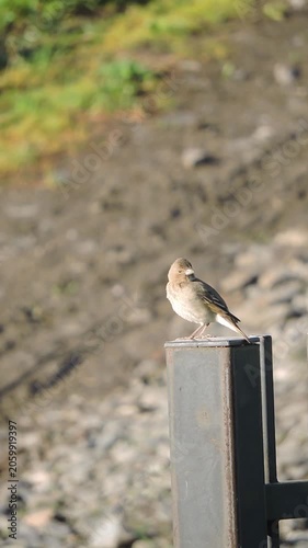 A female common lentil sits on an iron fence rail