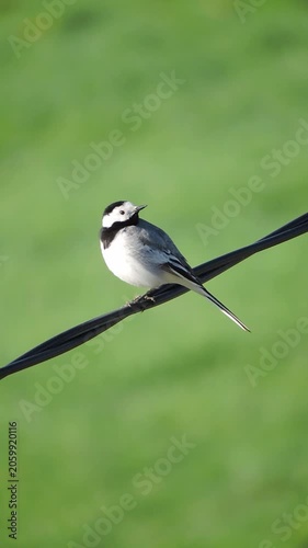 A white wagtail sits on the wire