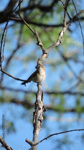 A common chiffchaff is sitting and singing on a tree