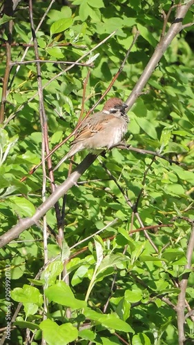 A sparrow sits on a branch of a tree in the summer