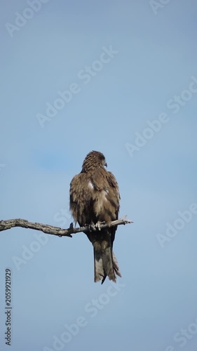 A black kite on a tree