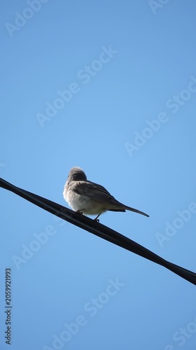 Grey warbler bird is sitting and singing on a wire