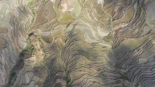 Overhead drone shot of abstract patterns of differently colored terraced rice fields in rural China
