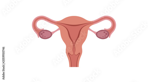 Foto Illustration of a female reproductive system including the uterus and ovaries on a white background