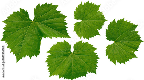 Fényképezés Green grape leaves with serrated edges and prominent veins