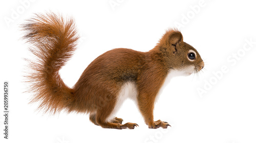 Obraz na plátně Red squirrel with bushy tail on white