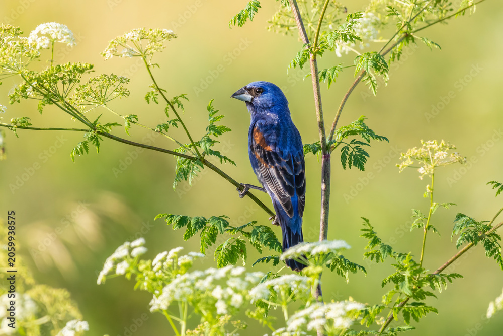 Obraz premium 01533-00914 Blue Grosbeak (Passerina caerulea) male perched on Poison Hemlock (Conium maculatum) Marion Co. IL