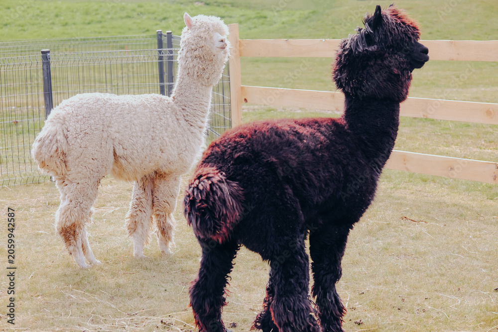 Fototapeta premium Two alpacas standing in a grassy field