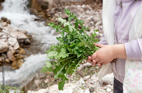 Children's hands hold plant sprouts (Sonchus oleraceus) close-up