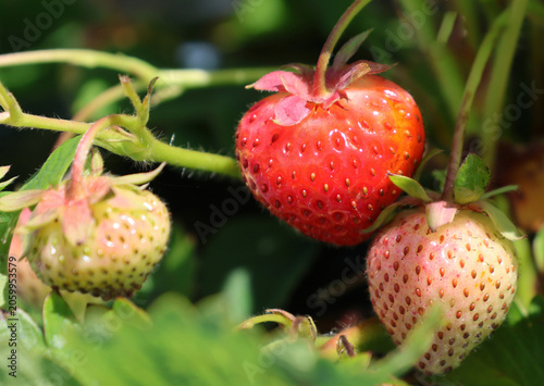 Ripe and developing strawberries growing on plants at a pick-your-own fruit farm during the summer growing season.