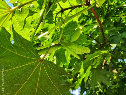 Photography A close up shot of an unusual maple tree seed mutation featuring three winged samaras instead of two on a branch