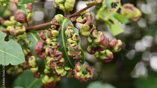 Peach leaf curl. Fungal disease of peaches tree. Taphrina deformans.