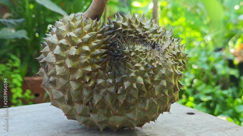 Close-up of a spiky Durian fruit, King of Fruits.