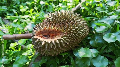A squirrel bites a durian.