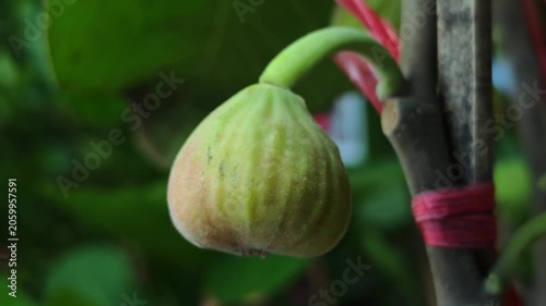 Figs on the branch of a fig tree