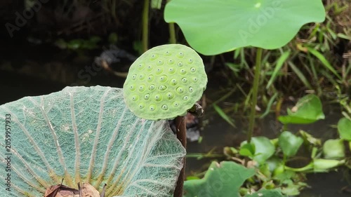 Green lotus seed pod in pond.
